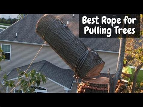 tree cutting rope knots